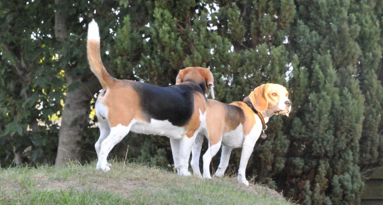 Kennel MyBeagles